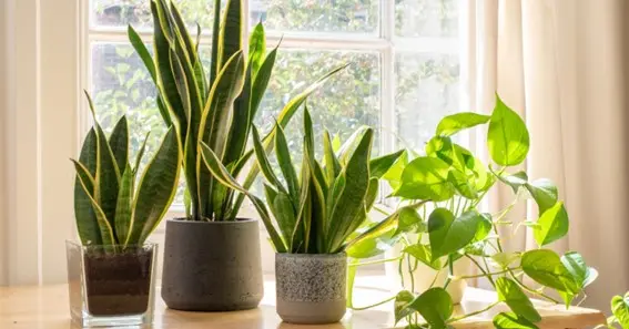 Important Factors To Know For Watering Snake Plant