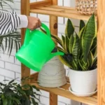 How much to water a snake plant