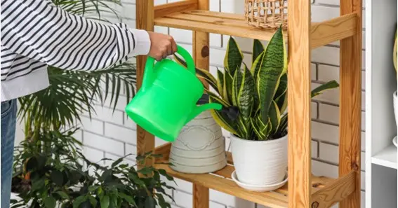 How much to water a snake plant