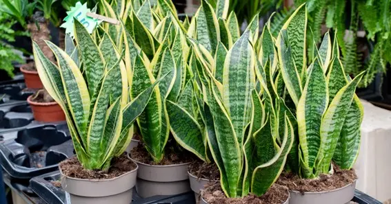 How to Tell If a Snake Plant Needs Water