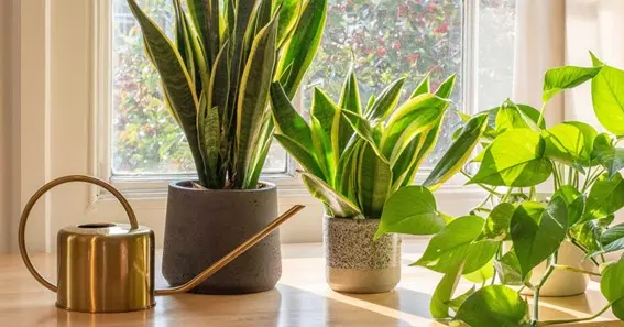 Ways to know if my Snake plant needs water