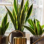 How often to water snake plant in winter