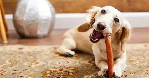 How to Pick the Best Bully Stick