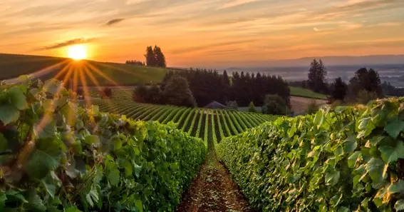 Willamette Valley Wine Country