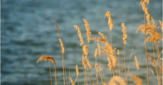 small straws on a soft wind