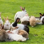 what is a group of rabbits called