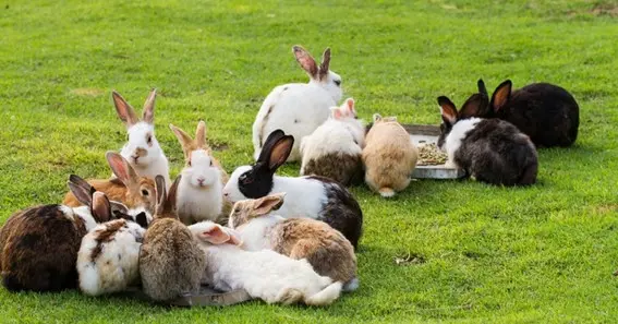 what is a group of rabbits called