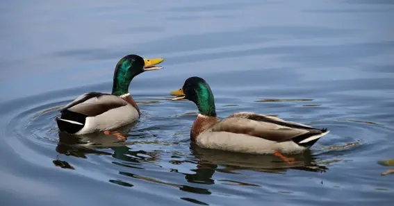 animals that live in a lake