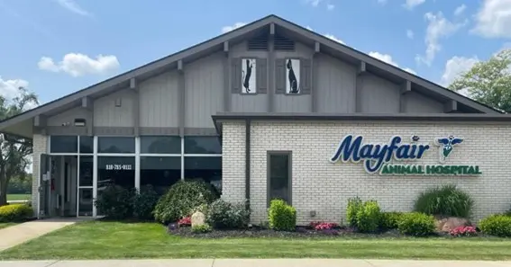 mayfair pet hospital